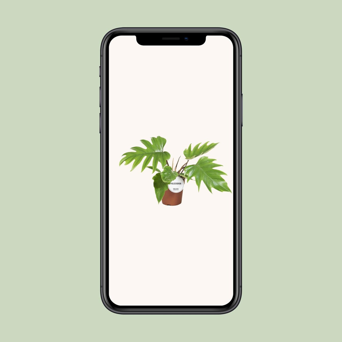Philodendron Mayoi 15cm – tropische Zimmerpflanze | Pflanzfix24