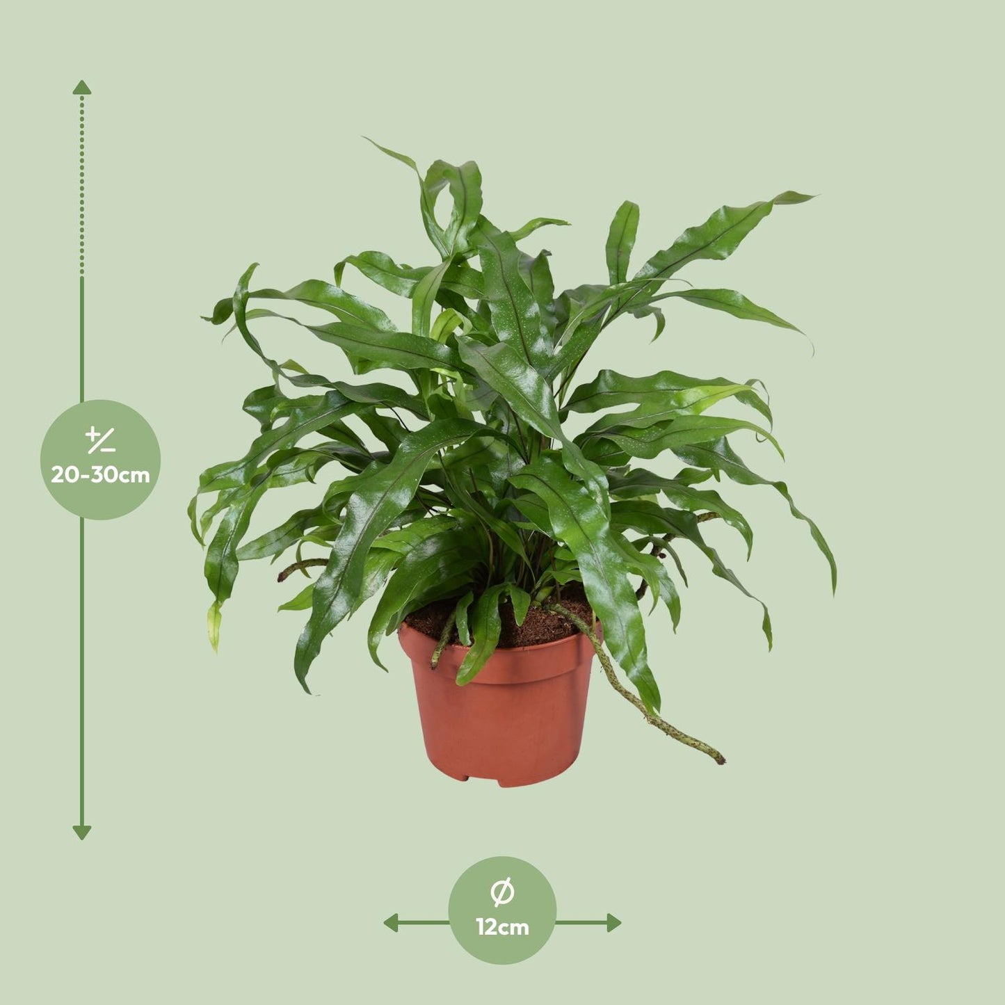 Microsorum Diversifolium - Känguru-Farn - Ø12cm - Pflanzfix24