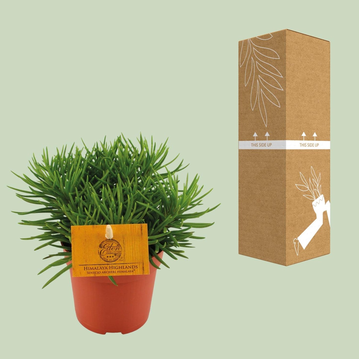 Senecio Himalaya - Ø11cm - ↕15cm von Pflanzfix24