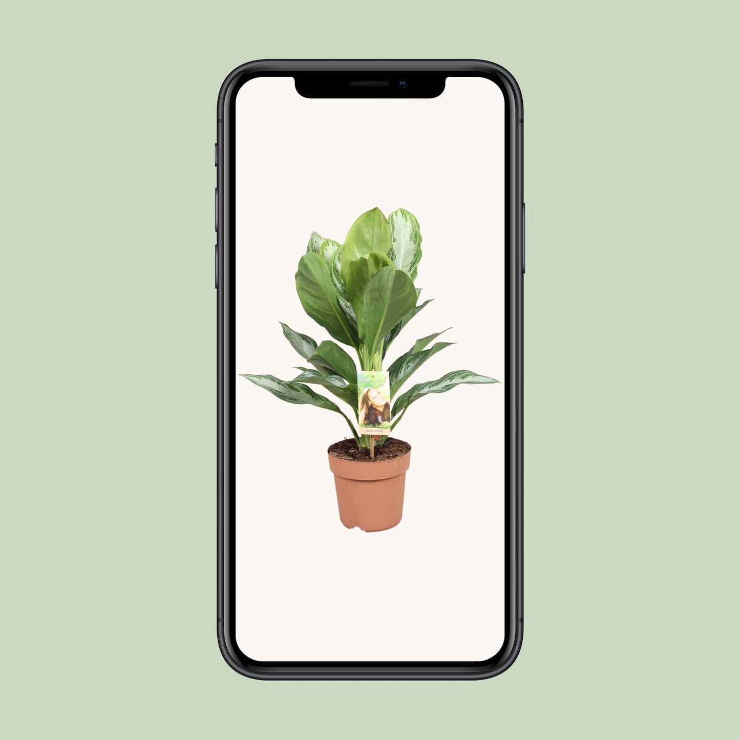 Aglaonema Silver Bay - Chinesisches Immergrün - Ø17cm - ↕55cm - Pflanzfix24.de - Pflanzfix24.de