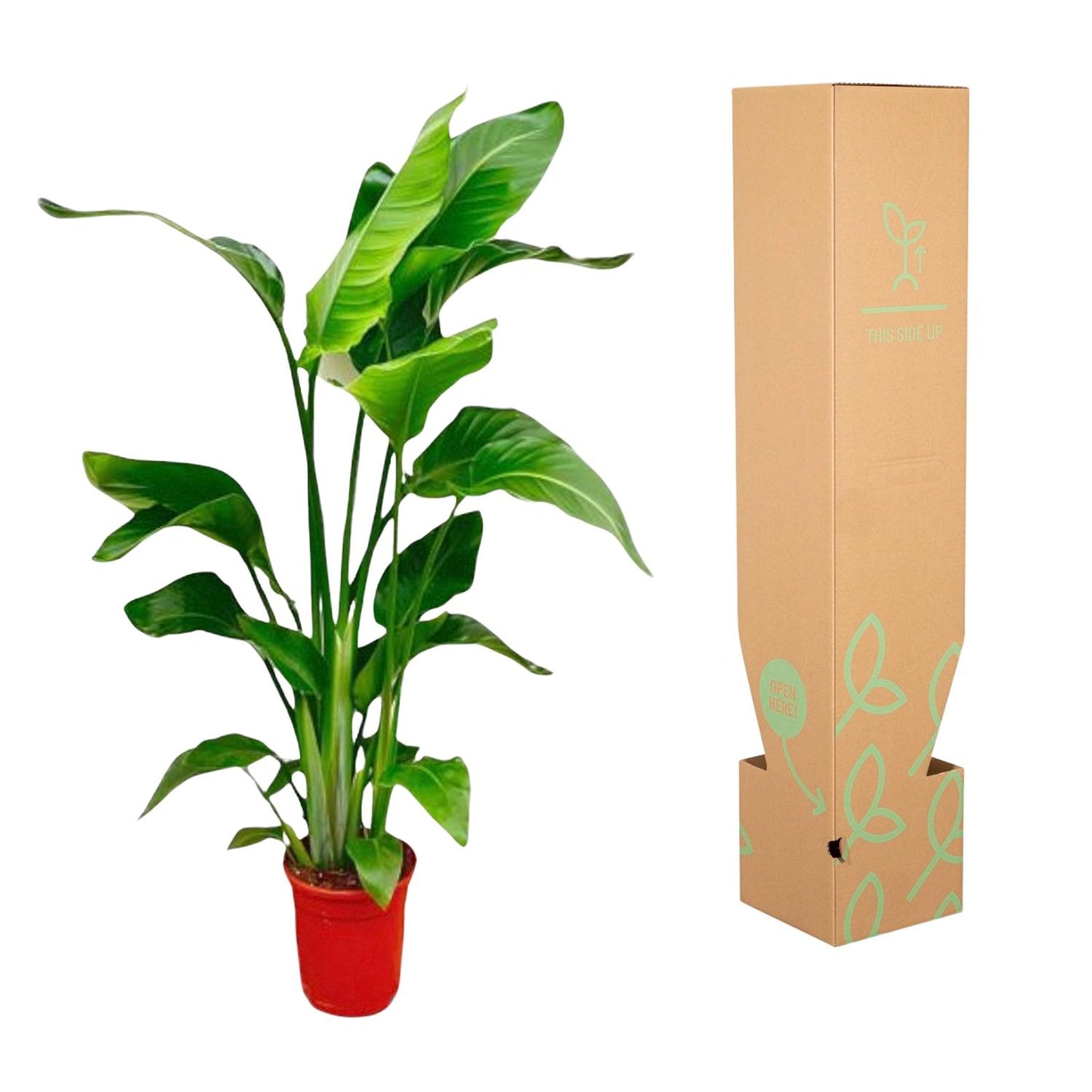 Strelitzia Nicolai Ø17cm 70-90cm Zimmerpflanze – Pflanzfix24.de - Pflanzfix24.de