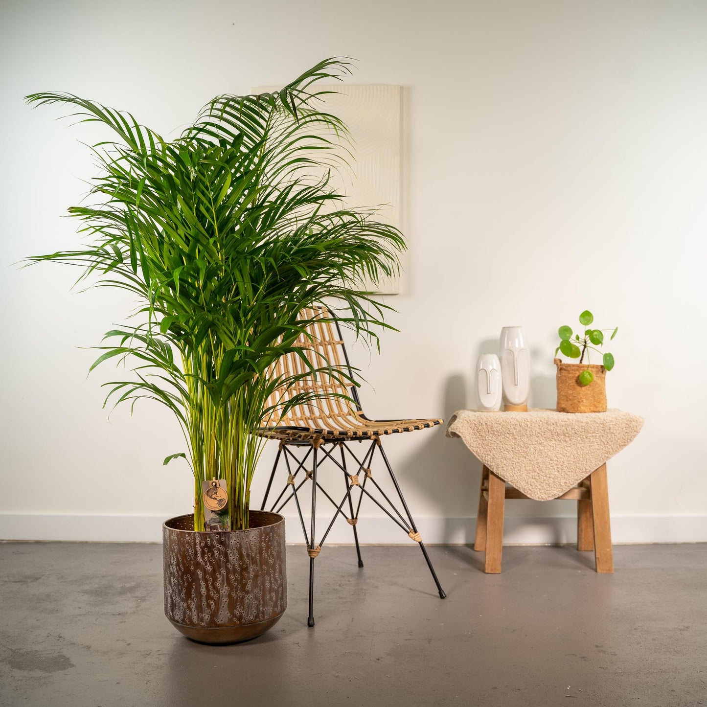 Areca-Palme mit Topf - ↨130cm - Ø24cm - Pflanzfix24