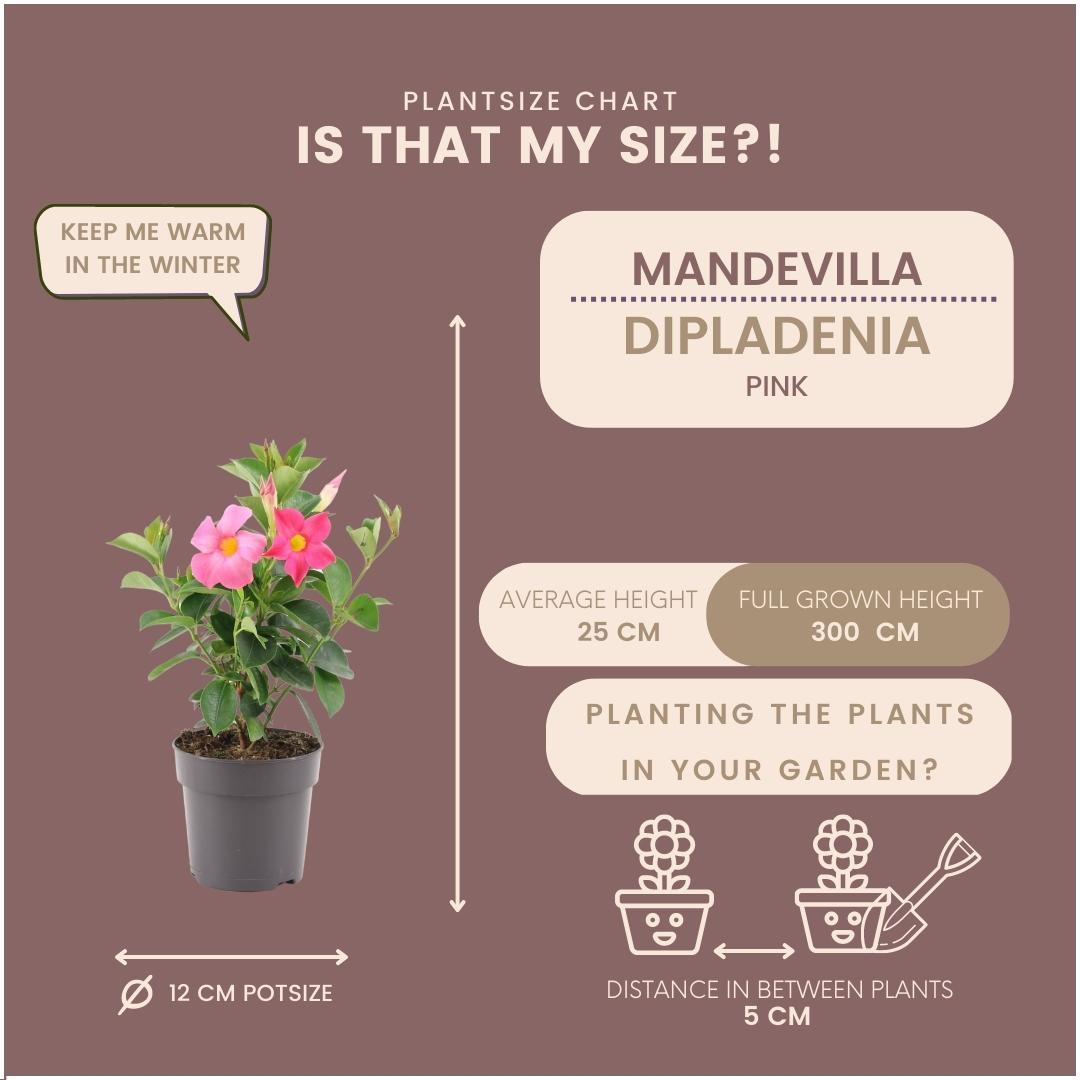 6 x Dipladenia Pink - Mandevilla Pink - pflanzfix24