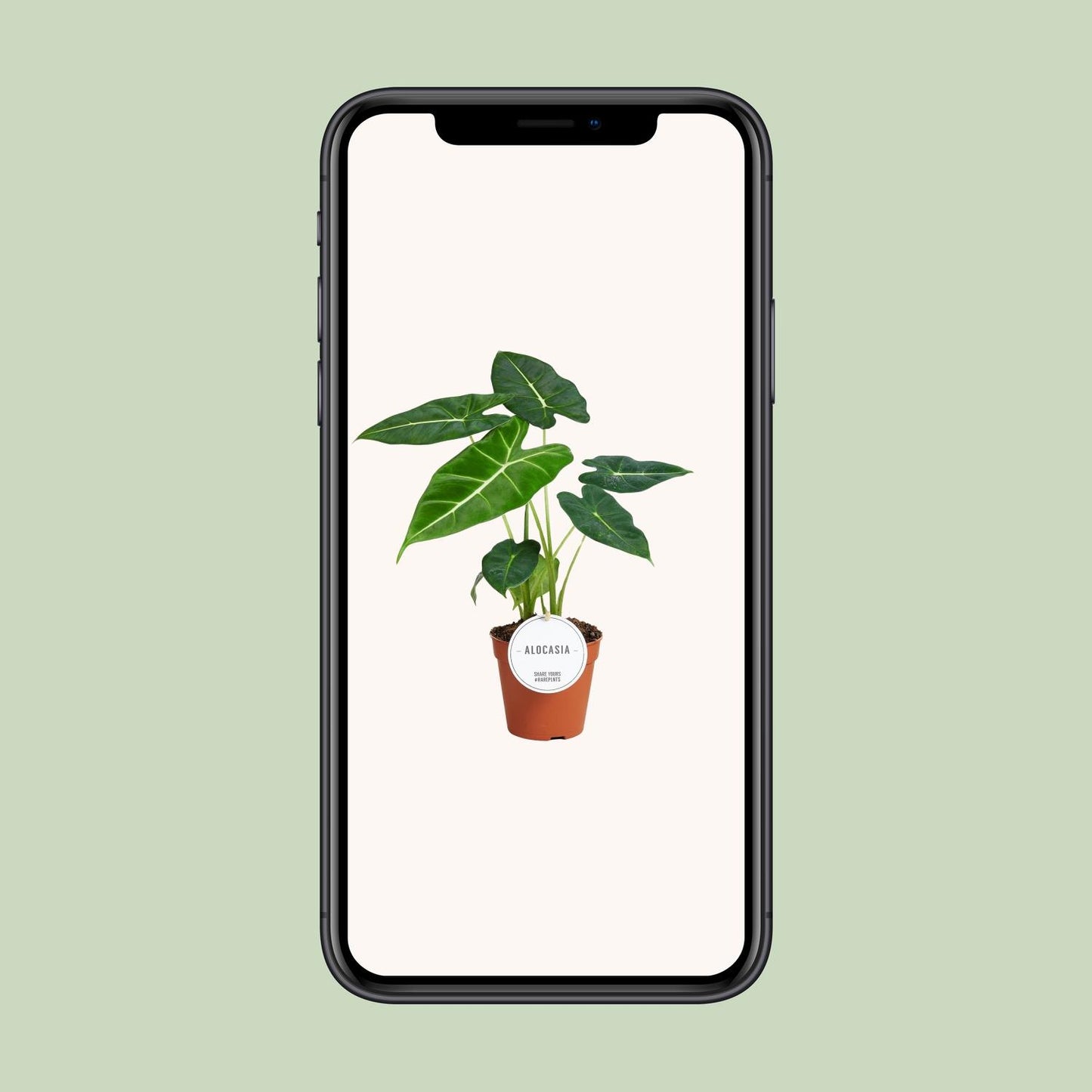 Alocasia Frydek - Zimmerpflanze im 12 cm Topf - Pflanzfix24.de - Pflanzfix24.de