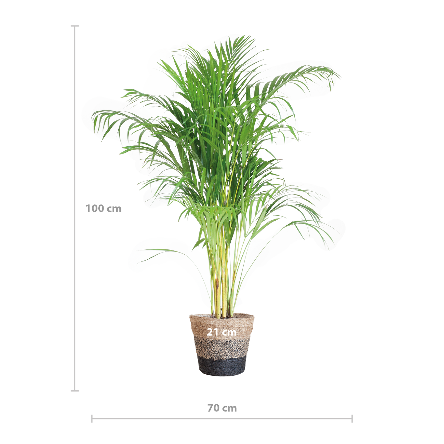 Areca Palm (Dypsis) mit Lissabon-Korb Schwarz - 100cm - Ø21 - Pflanzfix24