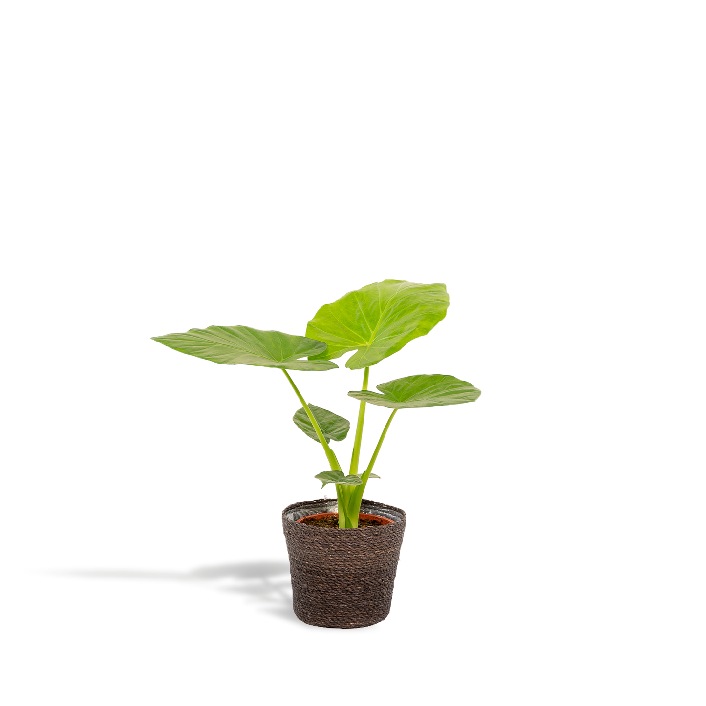 Alocasia Macrorrhiza - Ø19cm - ↕70cm + Korb Igmar - Pflanzfix24
