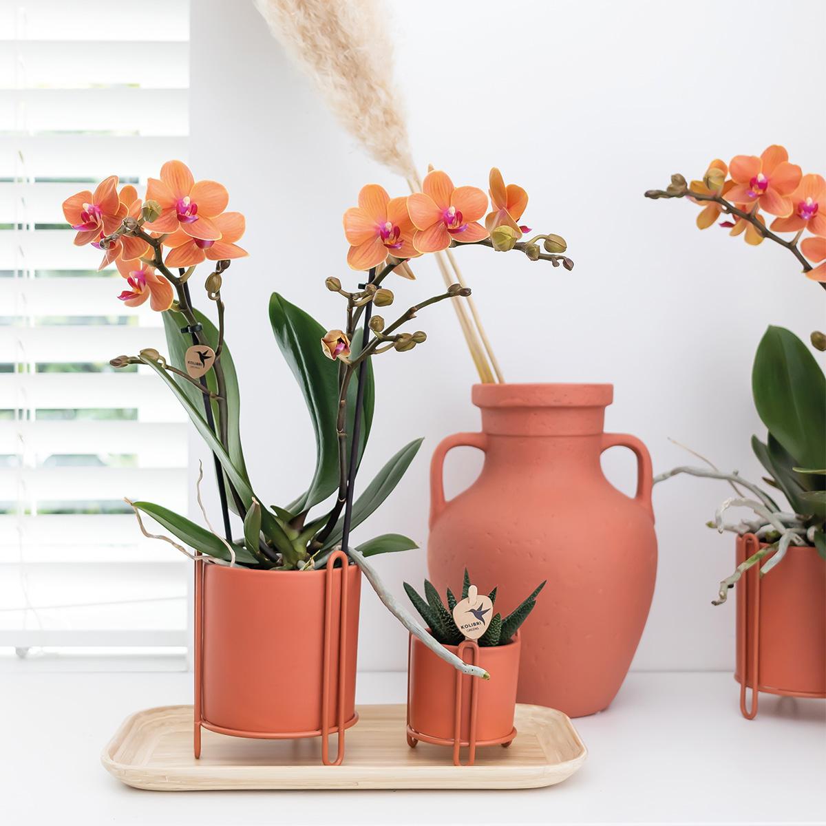 Orange Phalaenopsis „Mineral Bolzano“ Ø9cm – Leuchtende Orchidee | Pflanzfix24.de - Pflanzfix24.de