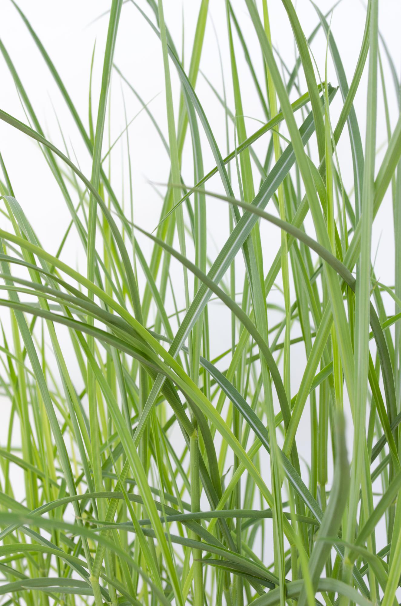 Miscanthus sinensis Ferner Osten Ziergras Ø19cm | Pflanzfix24.de - Pflanzfix24.de