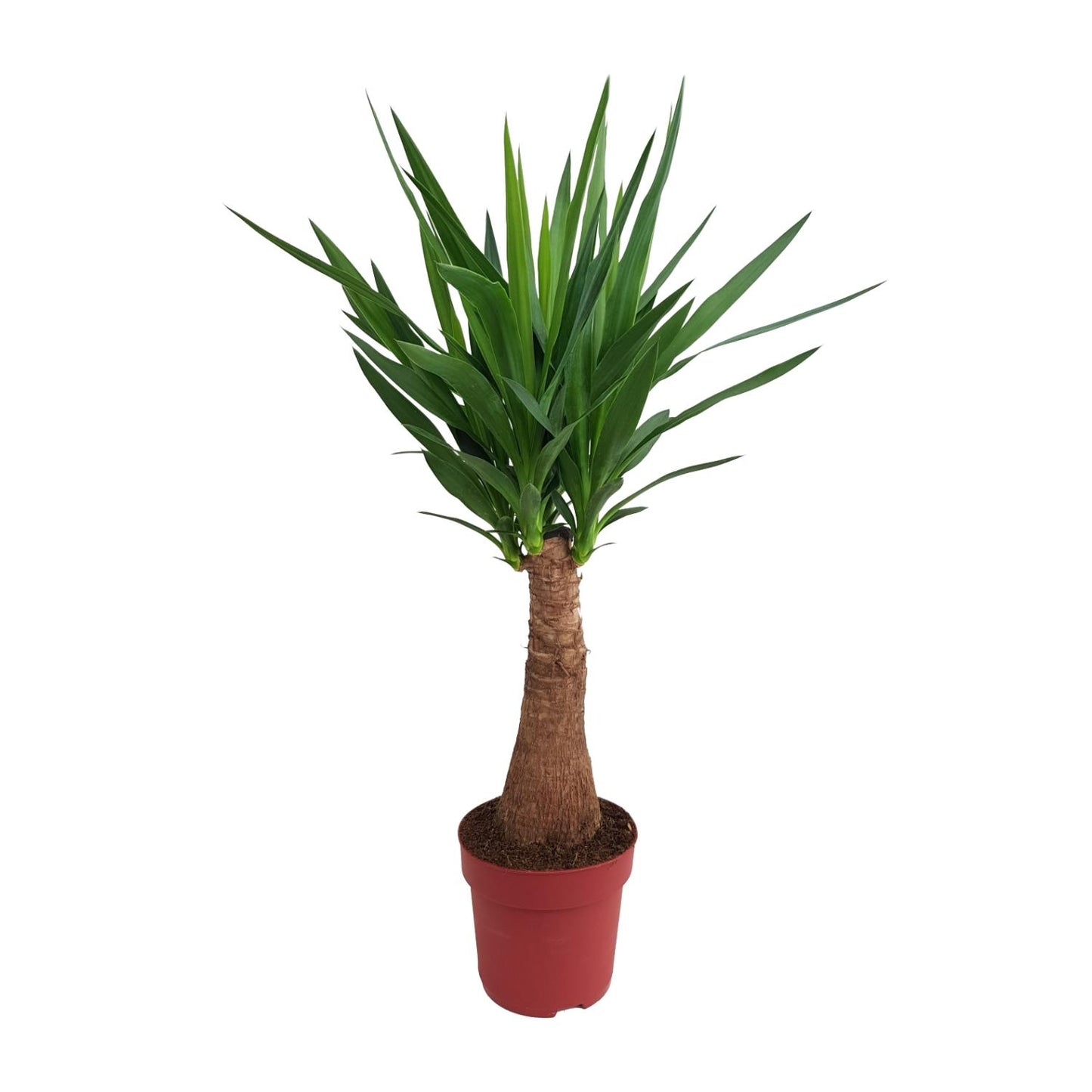 Yucca Maya Tree Ø21cm – 100cm hoch | Pflanzfix24.de - Pflanzfix24.de