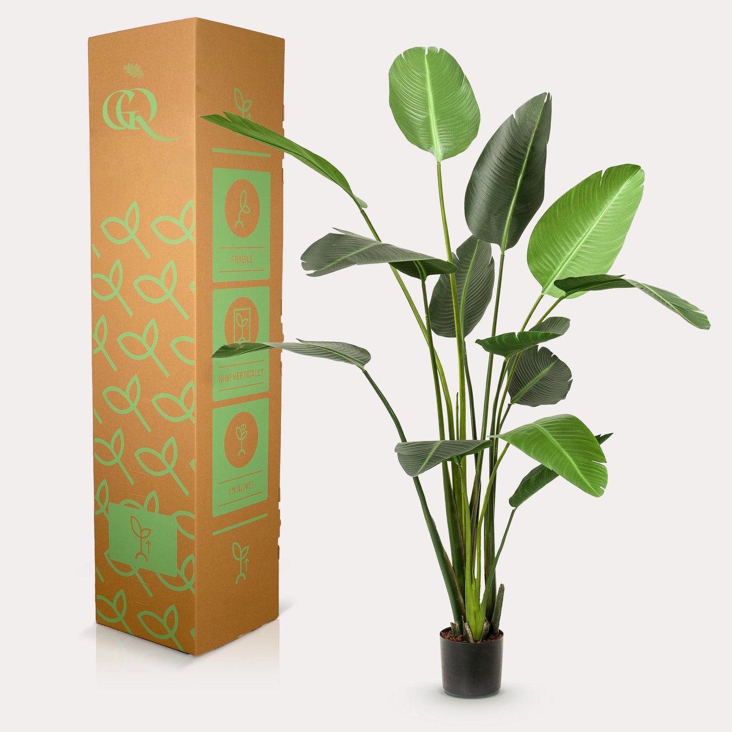 Kunstpflanze Strelitzia Nicolai 230 cm – Paradiesvogelblume | Pflanzfix24.de - Pflanzfix24.de