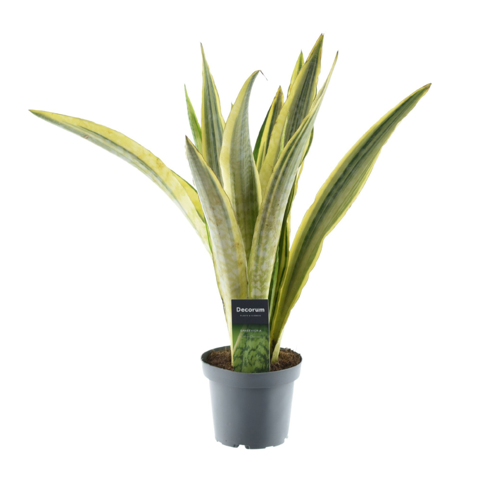 Sansevieria Aubrytniana Lauren - Ø14cm - pflanzfix24