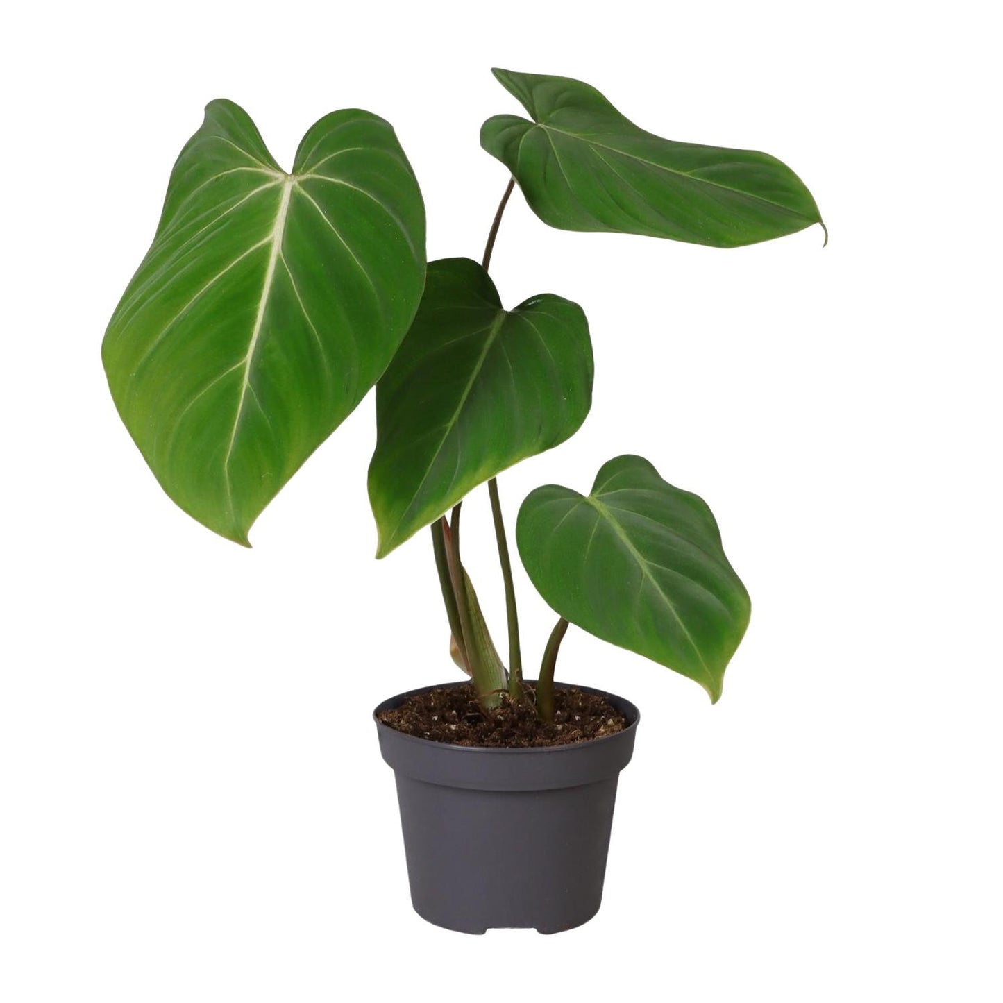 Philodendron Glorisoum - Ø12cm - ↕35cm bei Pflanzfix24