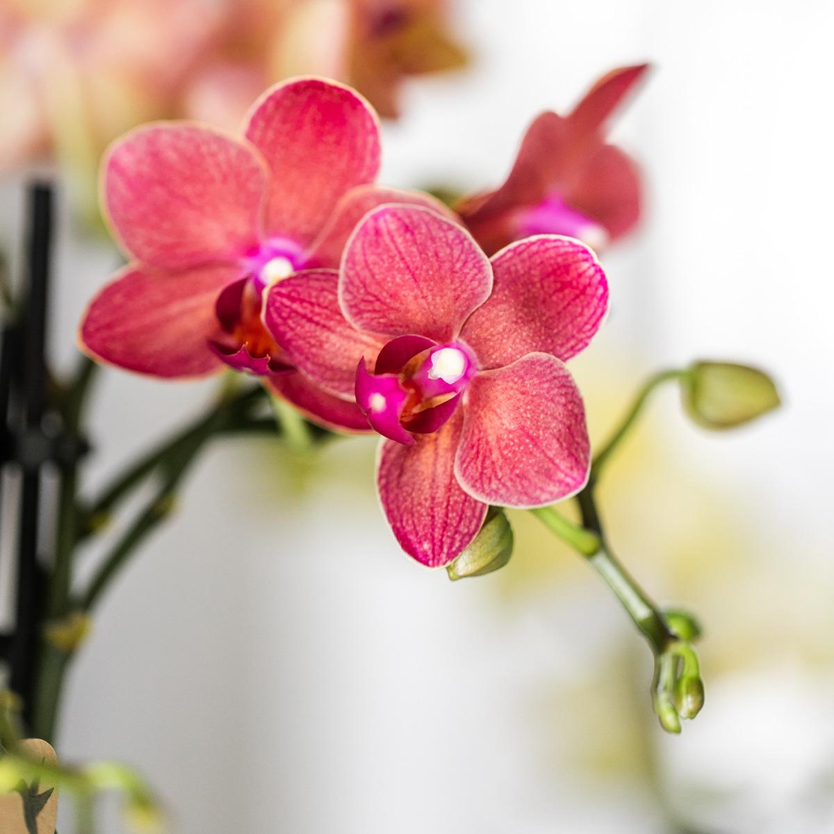 Rote Orchidee Congo Ø9 cm – Pflanzfix24.de - Pflanzfix24.de