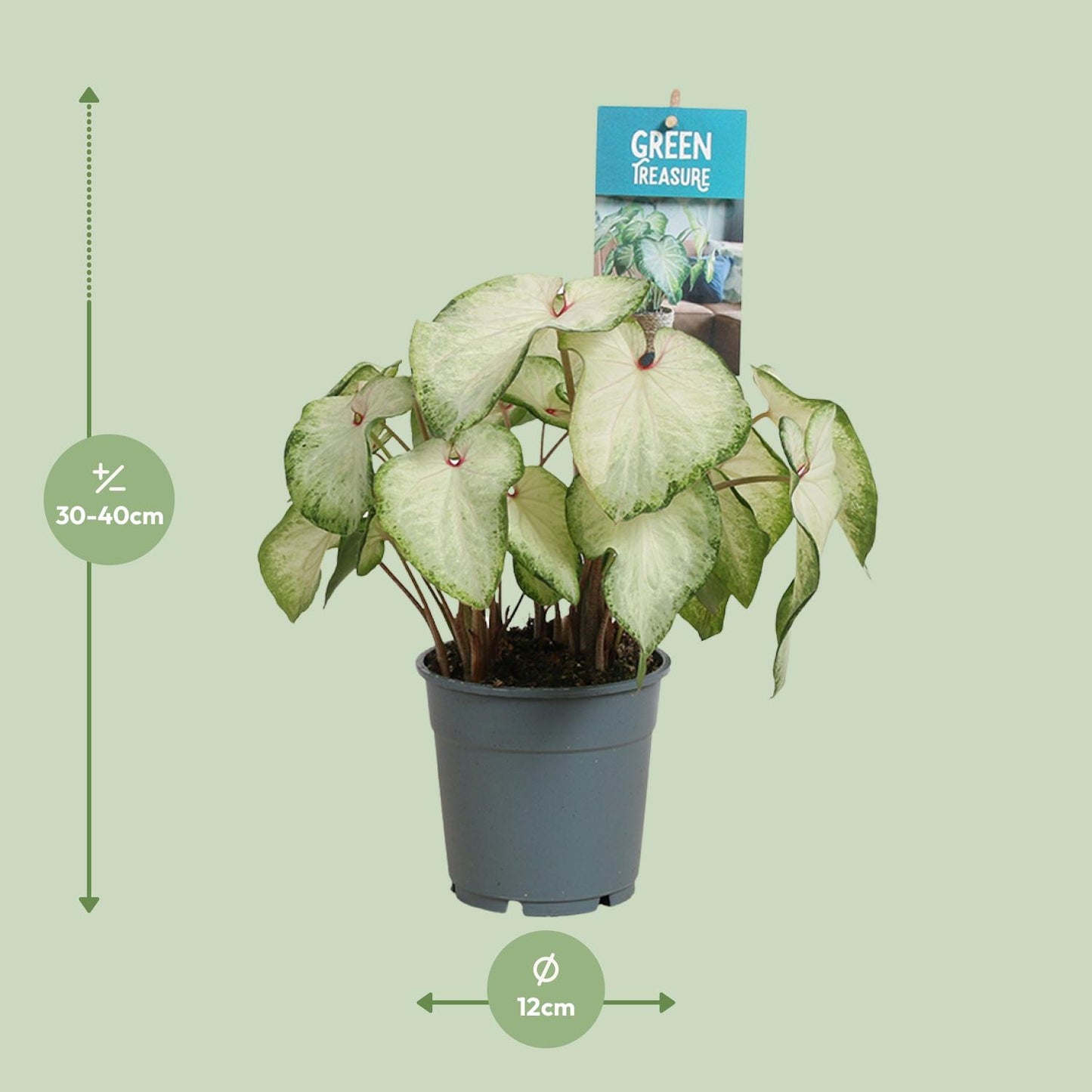 Caladium White Delight - Ø12cm - ↕25cm - Pflanzfix24
