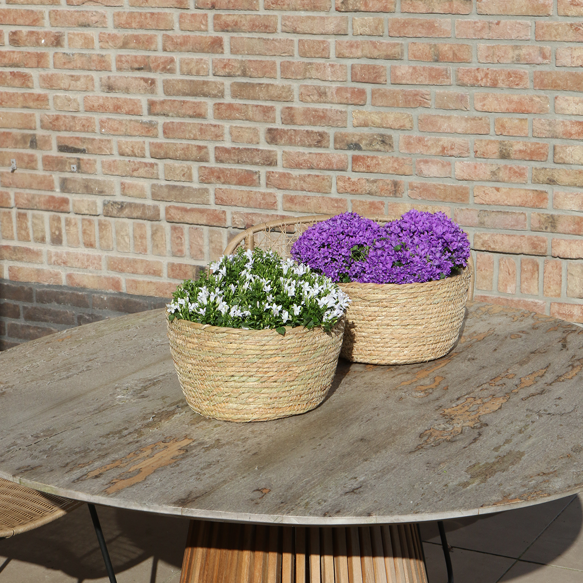 Campanula Addenda Ambella Intense purple - Weidenschale mit Bewässerungssystem - 3 Stück - indoor & outdoor - Pflanzfix24.de - Pflanzfix24.de