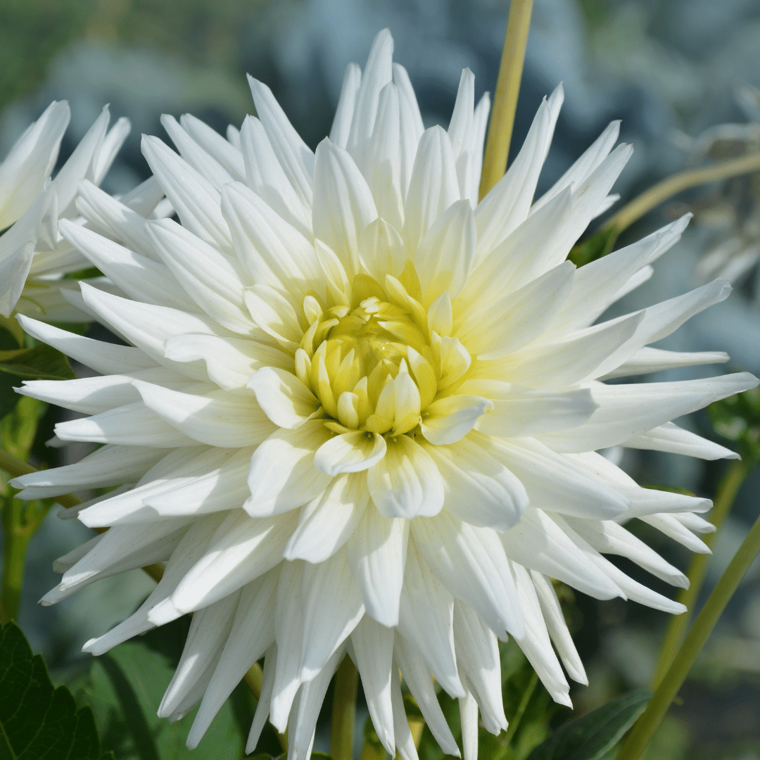 Dutch Dahlia Mix - Luxusbox Mittel, Set von 4 niederländischen Dahlien - Pflanzfix24.de - Pflanzfix24.de