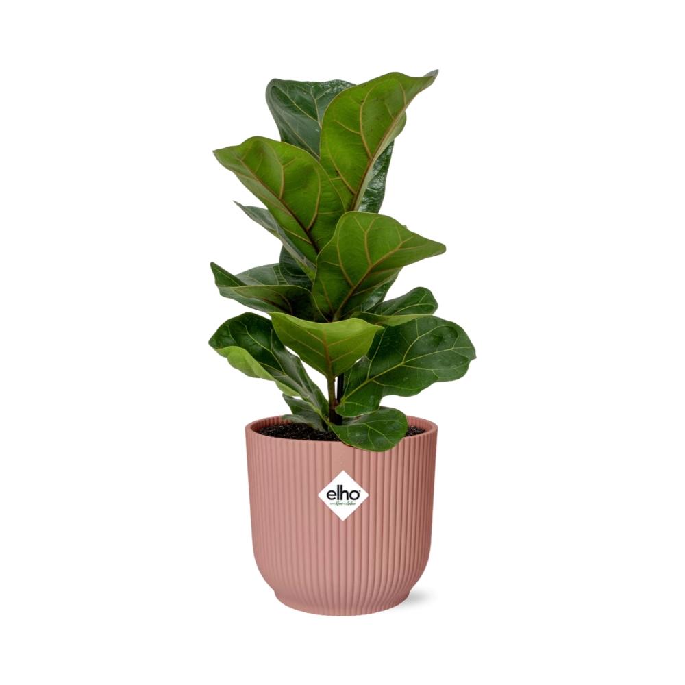 Ficus Lyrata Bambino im ELHO Vibes Fold 14cm – Pflanzfix24