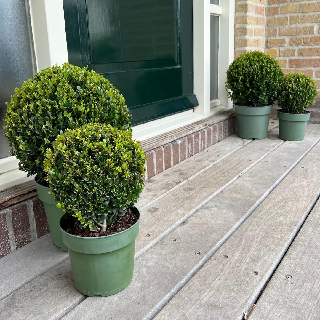 2x Ilex crenata 'Jenny' Kugel XL | Set mit 2 Stück | 25 cm Ø - Pflanzfix24.de - Pflanzfix24.de