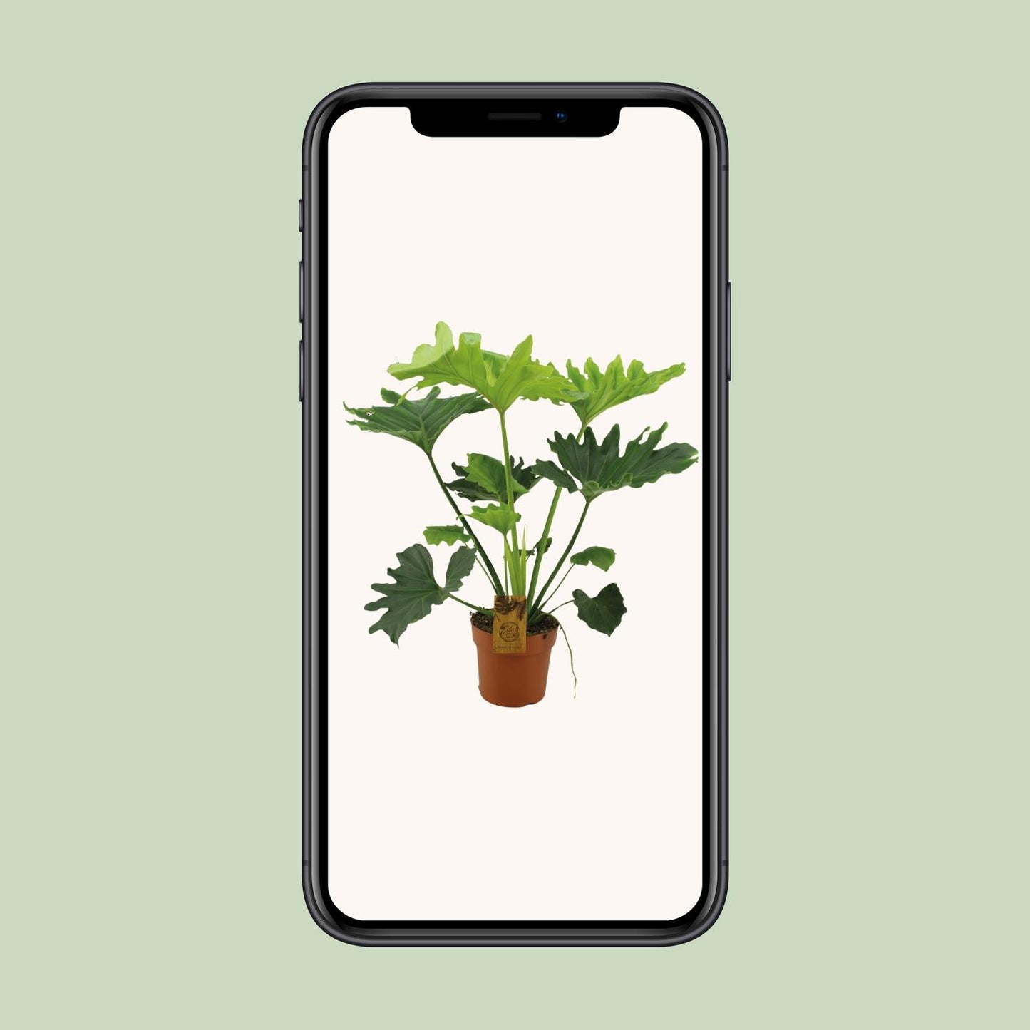 Philodendron Selloum Elefantiana - Ø21cm - ↕100cm - Pflanzfix24