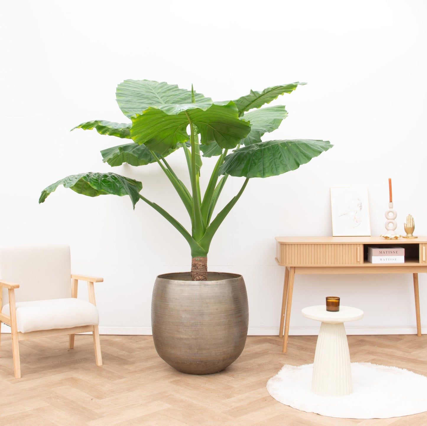 Alocasia Portodora enkele stam - 180cm - Pflanzfix24.de - Pflanzfix24.de
