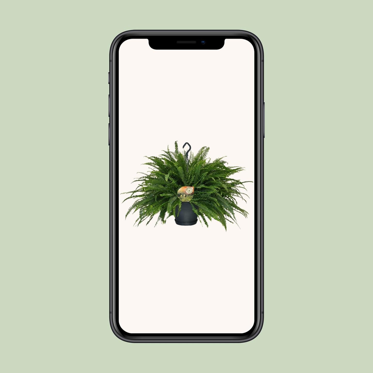 Nephrolepis „Grüne Dame“ Boston-Farn Ø20cm | Pflanzfix24.de - Pflanzfix24.de