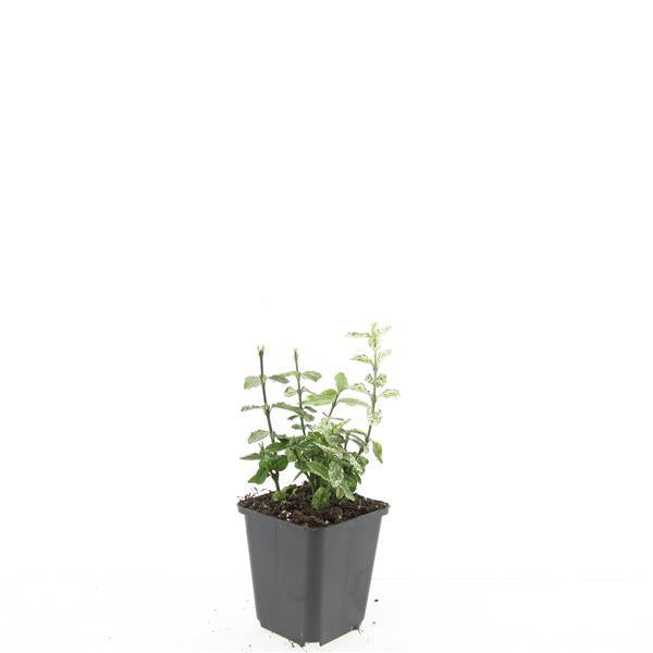 48x Euonymus fort. 'Harlequin' - ↕10-25cm - Ø9cm - Pflanzfix24