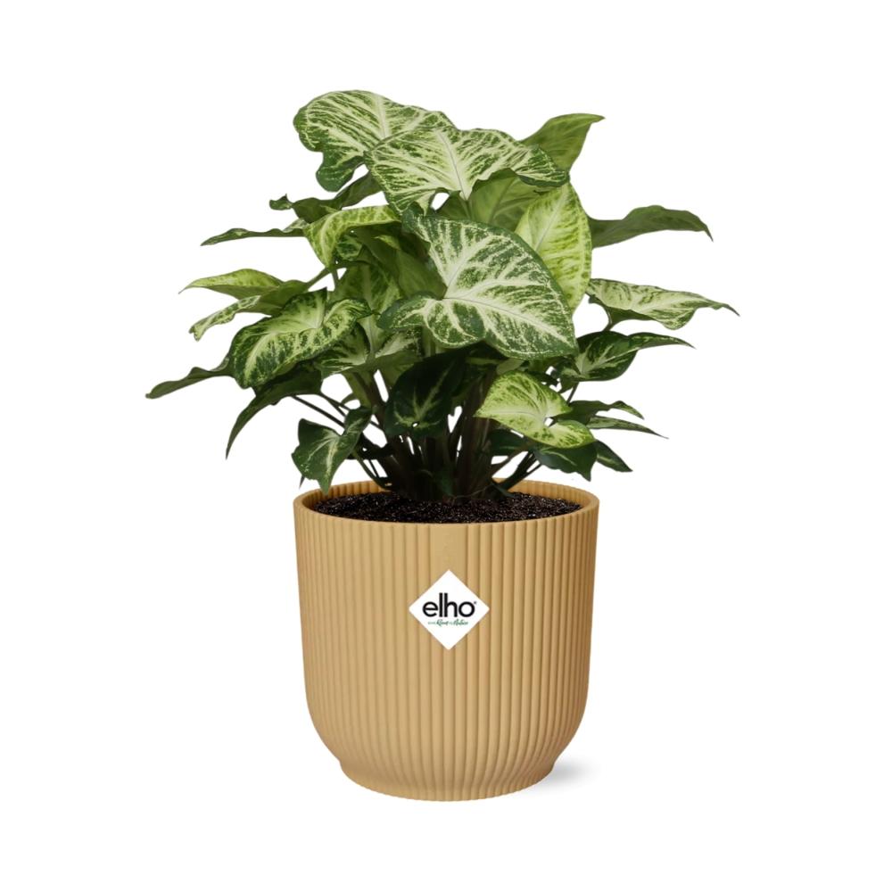 Syngonium Arrow in ELHO Vibes Fold 14cm geel - Pflanzfix24
