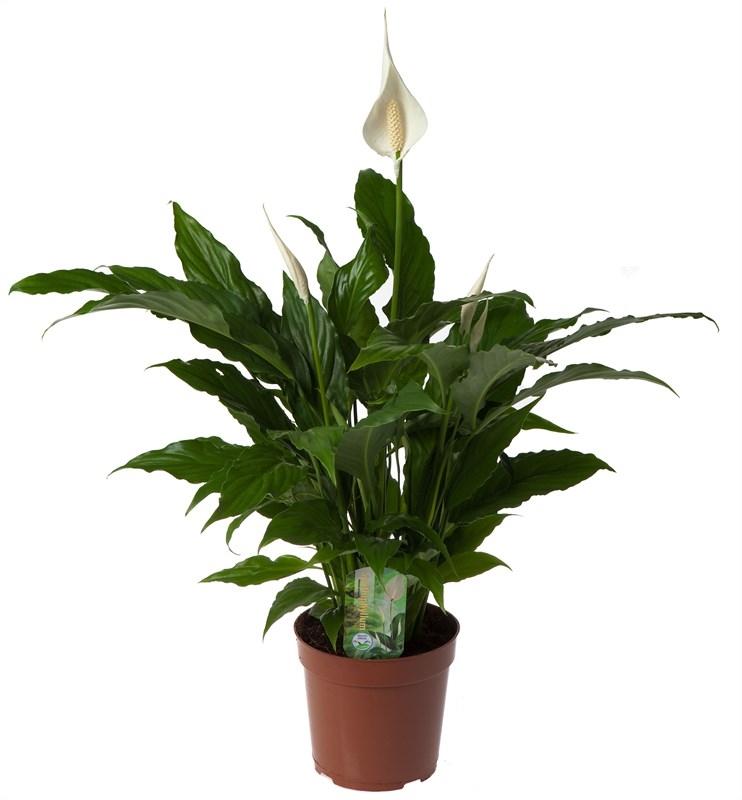 Spathiphyllum 'Sweet Chico' - Pflanzfix24