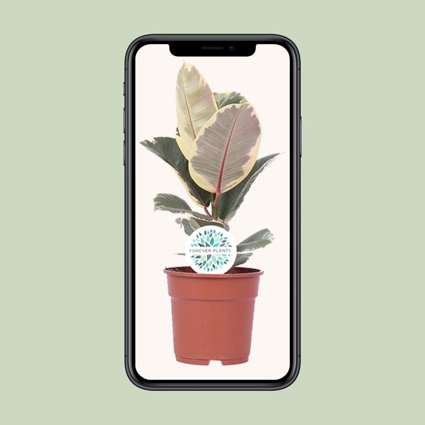 Ficus Elastica Tineke - Ø17cm - ↕50cm - Pflanzfix24.de - Pflanzfix24.de