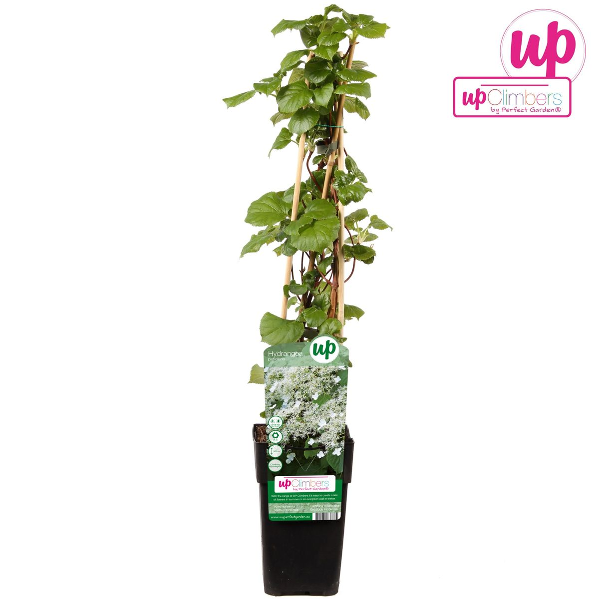 Hydrangea petiolaris - Klimhortensia - Ø15cm - ↕65cm - Pflanzfix24.de - Pflanzfix24.de