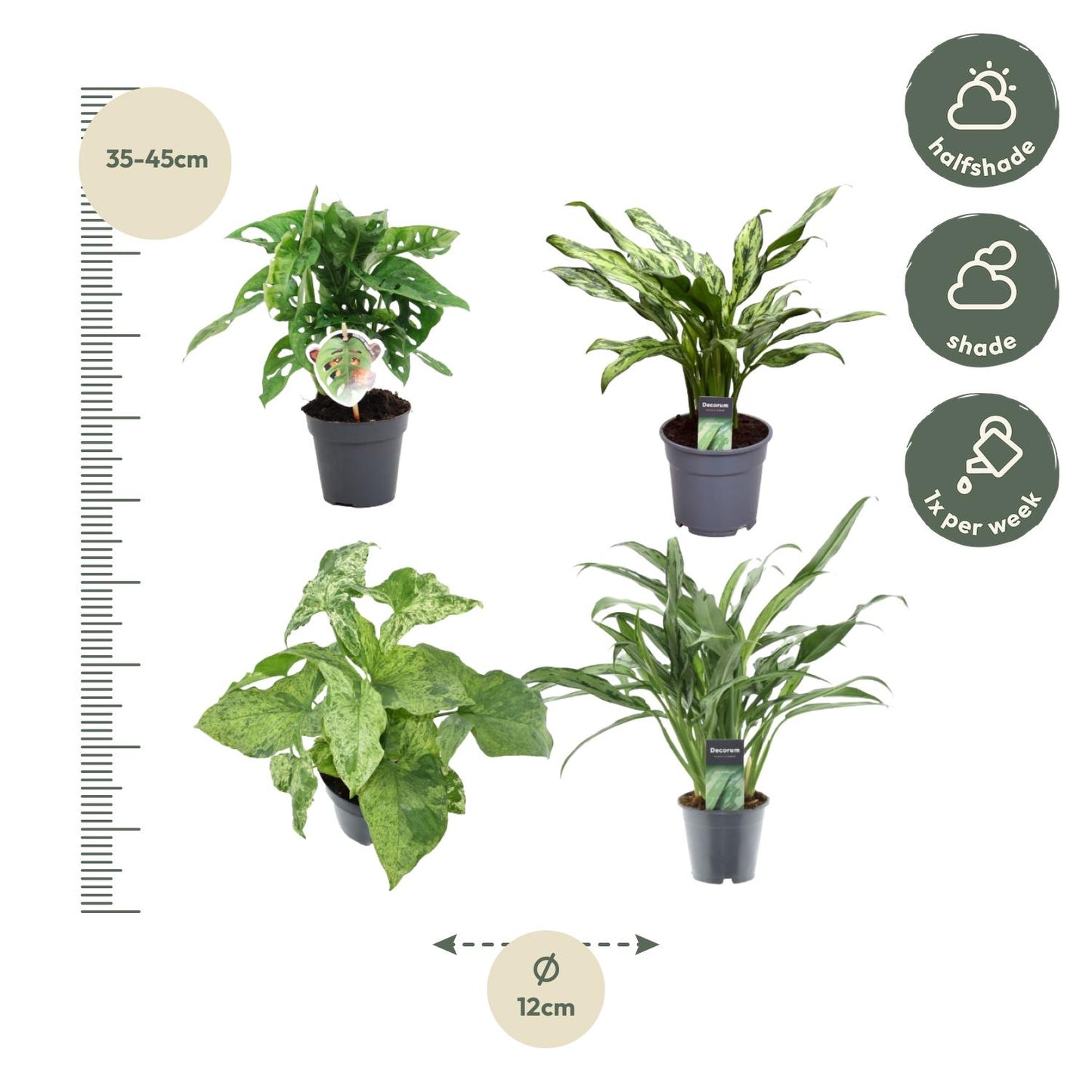 Groen Mix 4 Pflanzen - Monstera obliqua 'Monkey Leaf' - 25 cm - ø12 - Aglaonema Juliette - 40 cm - ø12 - Syngonium Mottled - 25 cm - ø12 - Aglaonema Cutlass - 40 cm - ø12 - Pflanzfix24