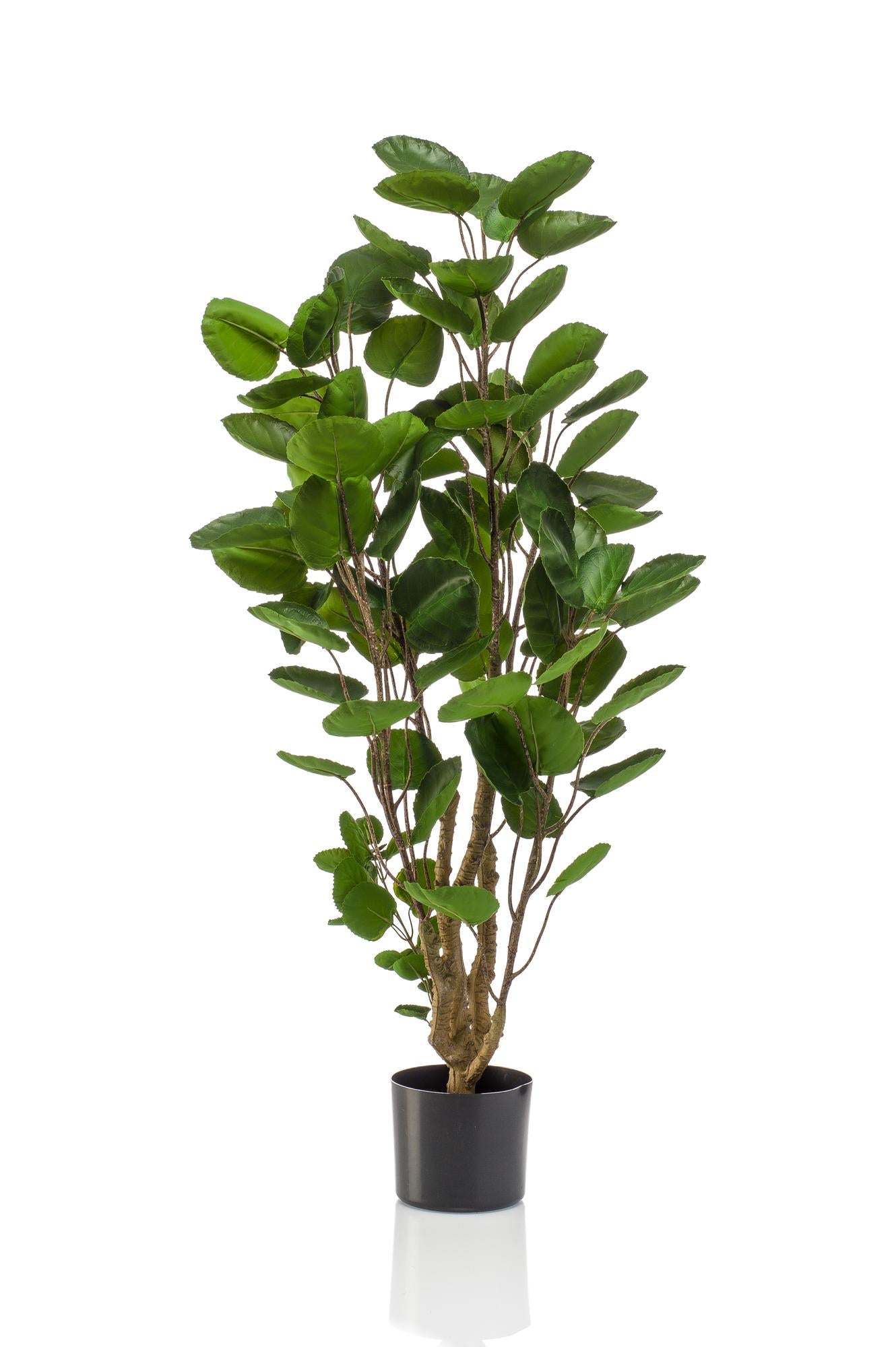 Kunstpflanze Polyscias Aralia 105 cm – Pflegeleicht & Realistisch | Pflanzfix24.de - Pflanzfix24.de