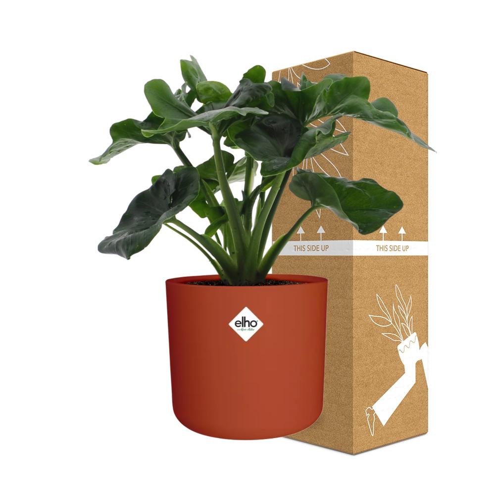 Philodendron Atom in ELHO b.for soft rond 14cm brique - Pflanzfix24