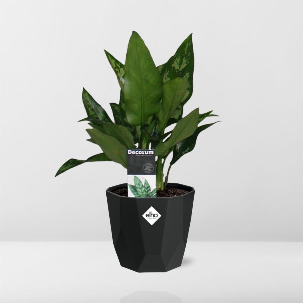 Aglaonema Maria in 14cm b.for rock living black bei Pflanzfix24