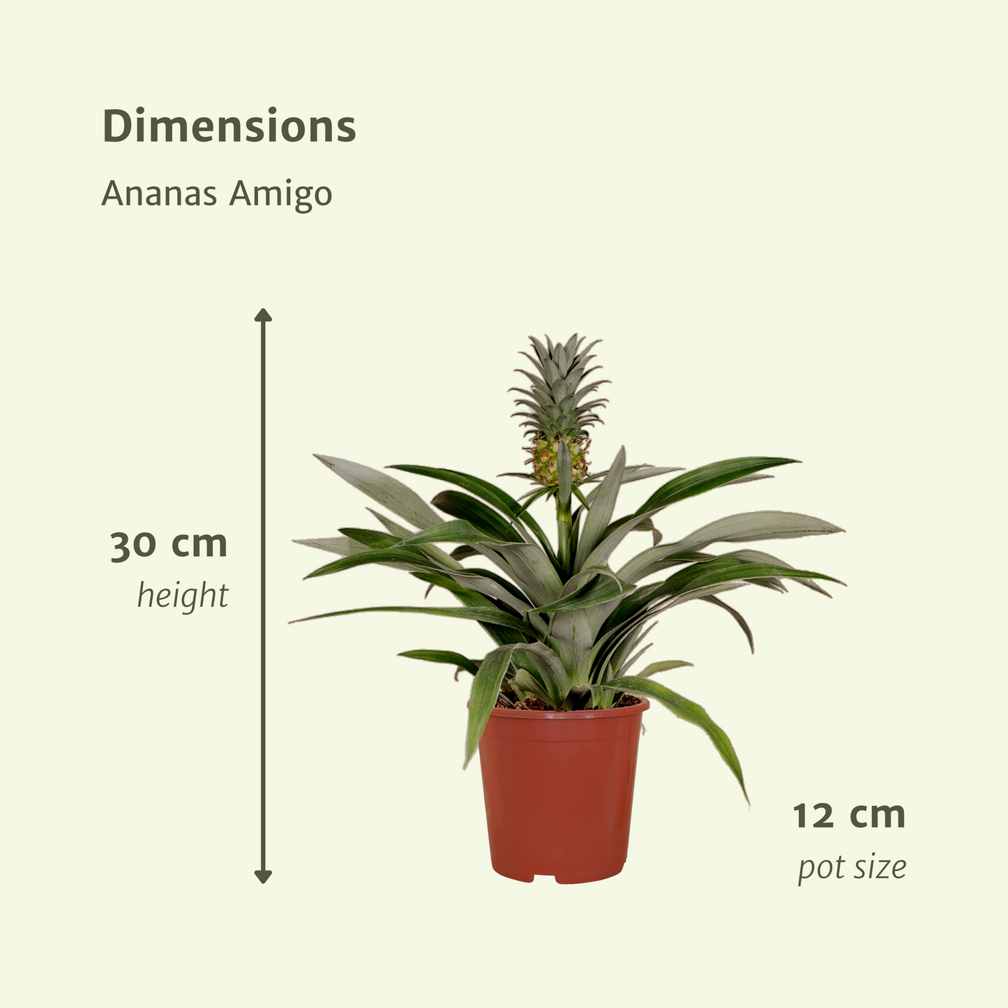 Bromelia (Ananaspflanze) - 2 Stücke - Ø12cm - ↕30cm - Pflanzfix24