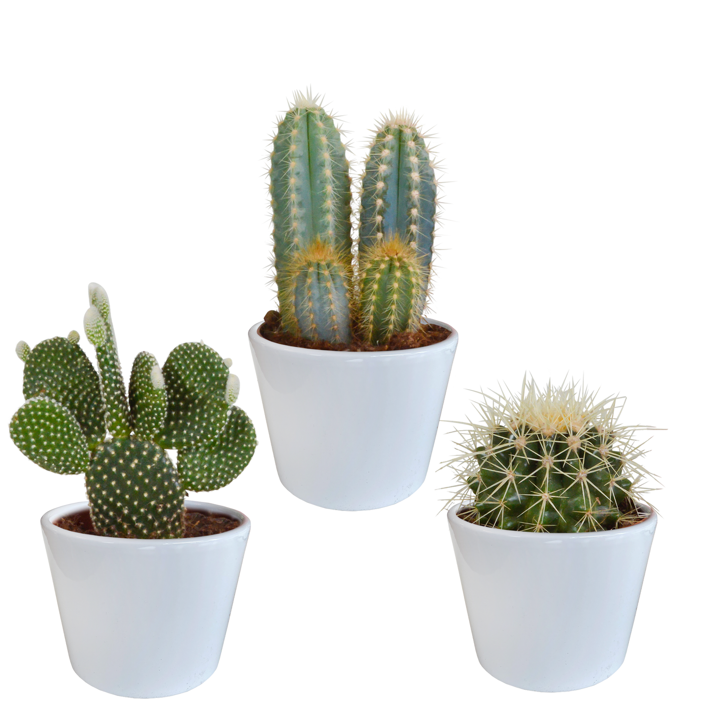 Kakteenmischung 10,5 cm - 3x - in witte pot - Pflanzfix24.de - Pflanzfix24.de