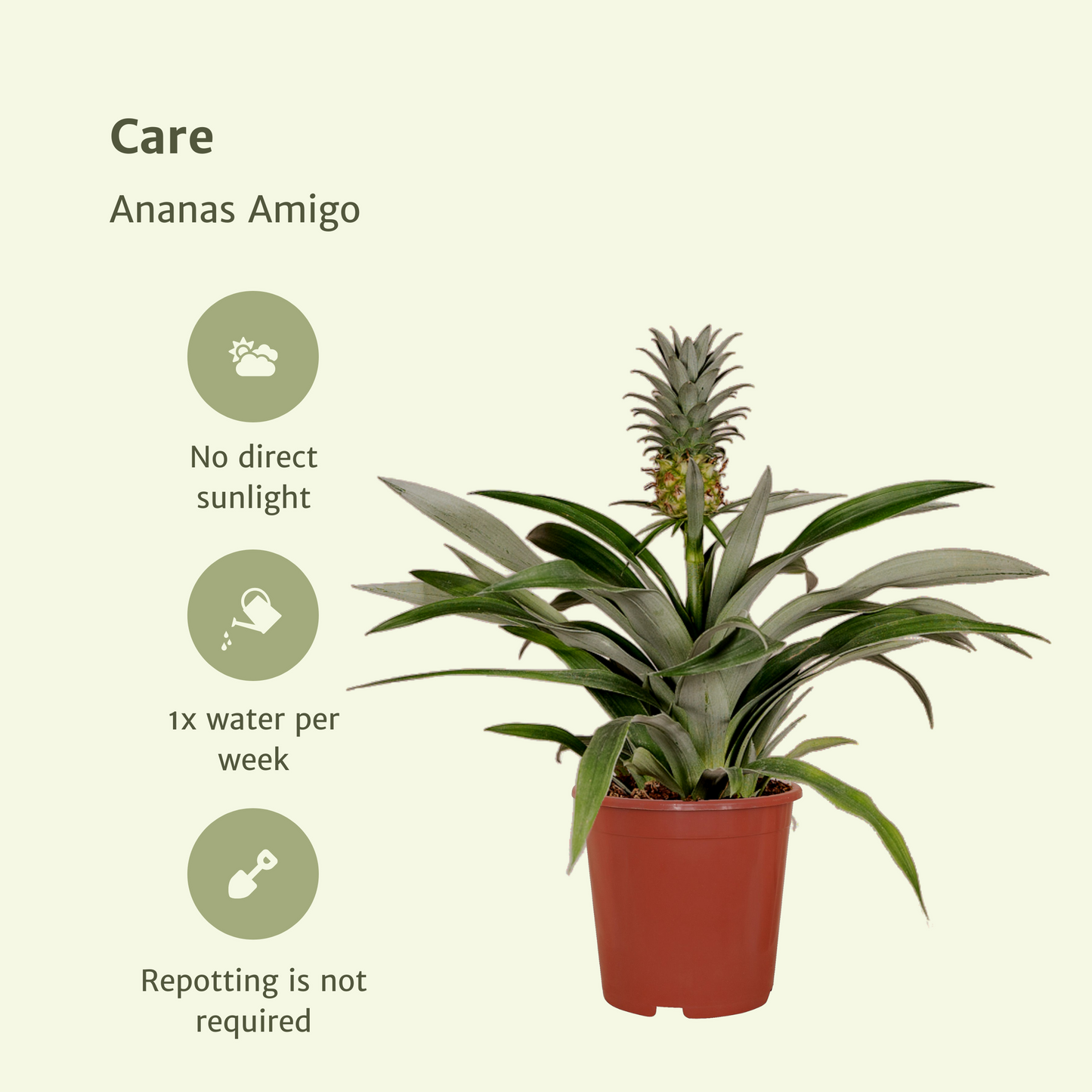 Bromelia (Ananaspflanze) - 2 Stücke - Ø12cm - ↕30cm - Pflanzfix24