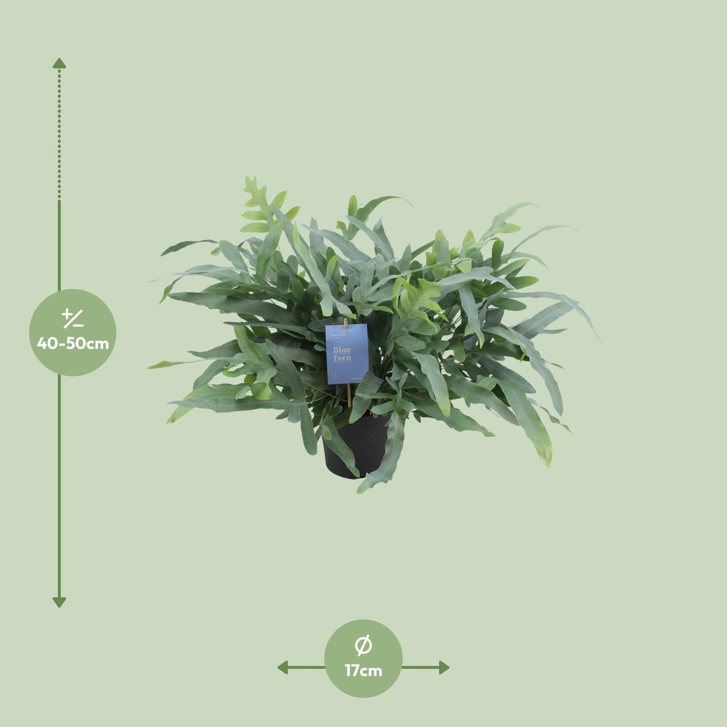 Phlebodium Aureum Blue Star 50cm Ø17cm – Goldfarn | Pflanzfix24.de - Pflanzfix24.de