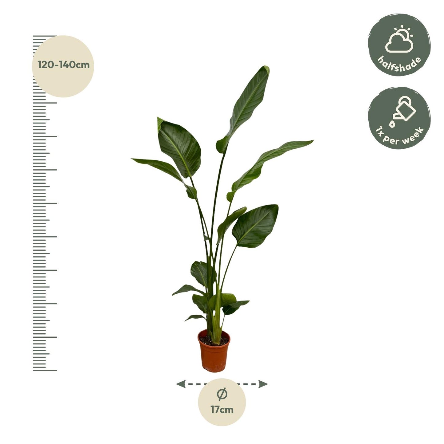 2x Strelitzia Nicolai - 130 cm - Ø17 bei Pflanzfix24.de - Pflanzfix24.de