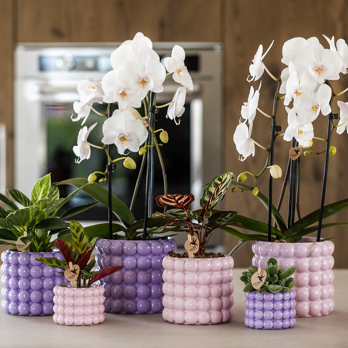 pflanzfix24 | Kolibri Home | Poppy Ziertopf - Purple - Ø9cm