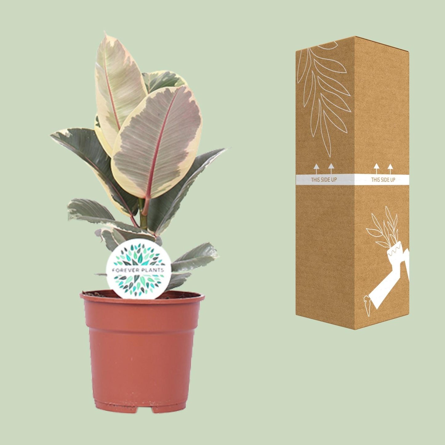 Ficus Elastica Tineke - Ø17cm - ↕50cm - Pflanzfix24.de - Pflanzfix24.de