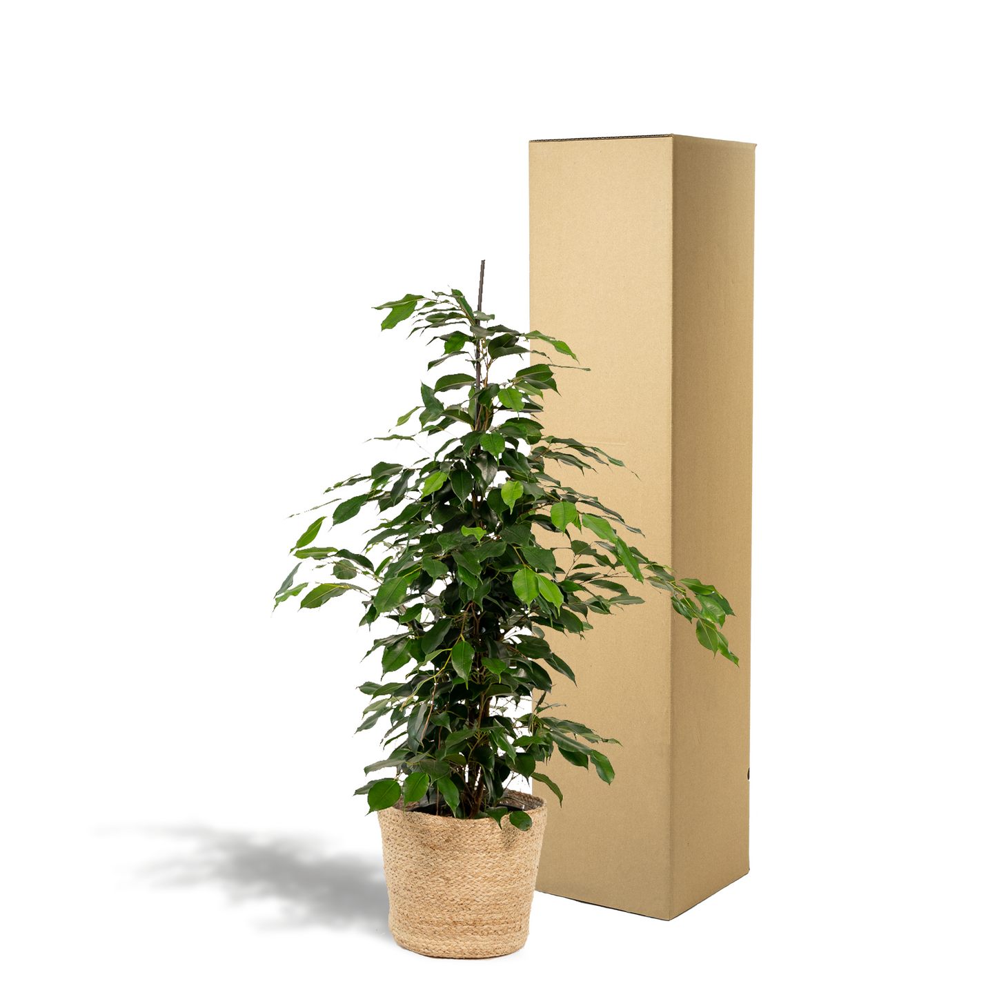 Ficus Benjamina Danielle - Ø21cm - ↕95cm + Korb Selin - Pflanzfix24
