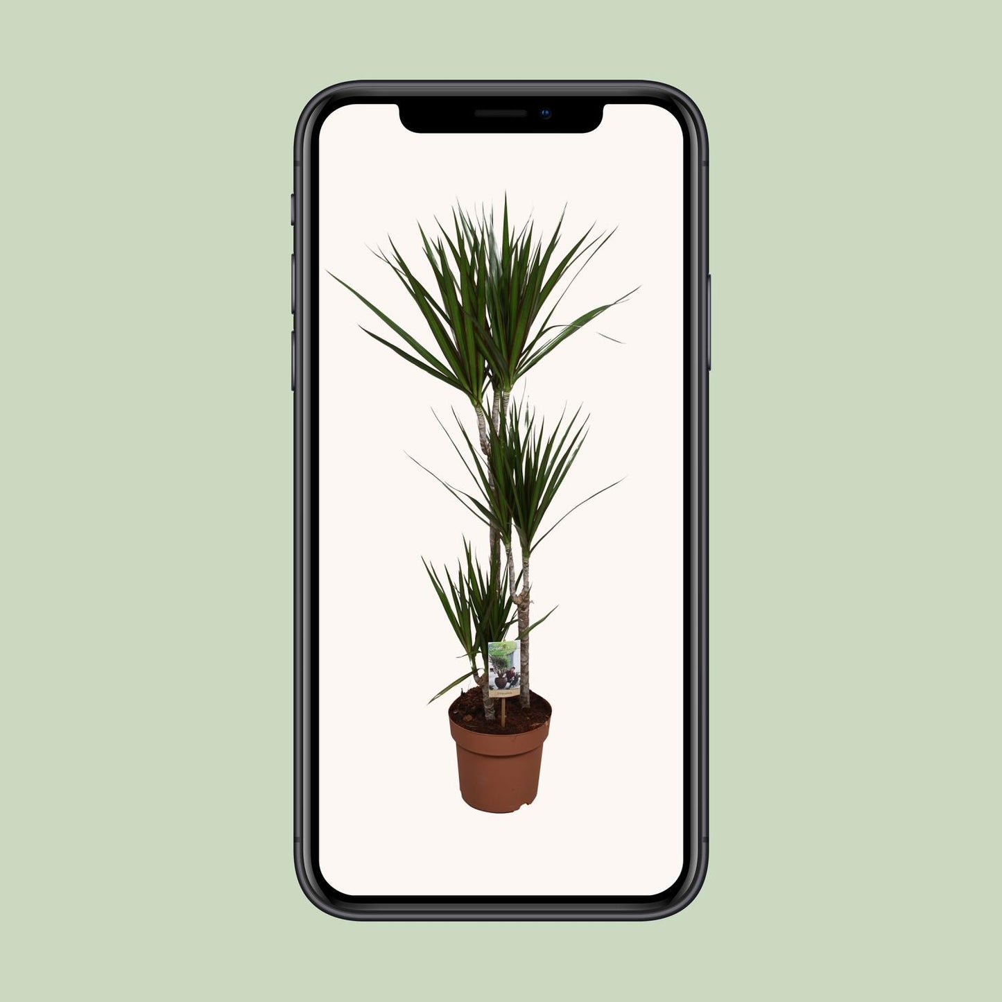 Dracaena Marginata - Indoor Plant - Pflanzfix24.de - Pflanzfix24.de
