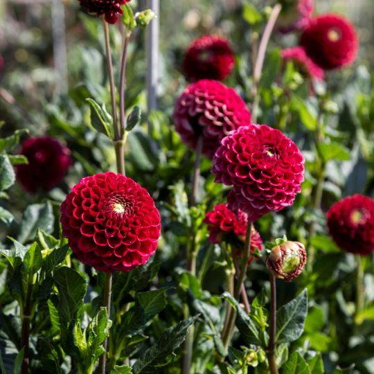 24 Dahlien Natal Knollen - Wunderschöne Kugelförmige Blumen - Pflanzfix24.de - Pflanzfix24.de