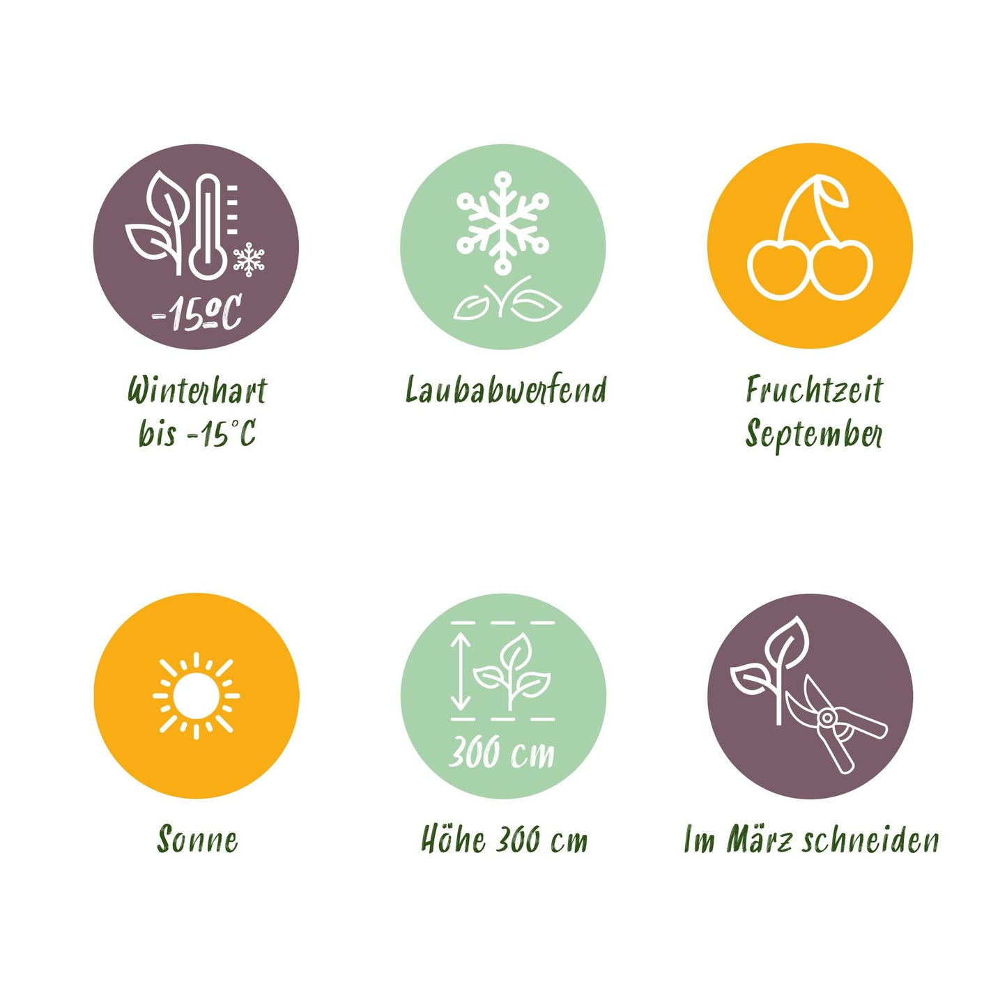Weiße Traube Vitis vinifera Bianca – 2 Pflanzen, 15cm Topf | Pflanzfix24