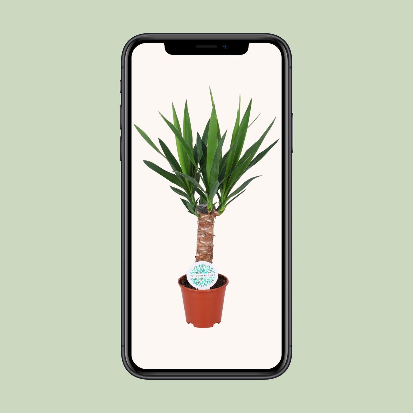 Yucca Elephantipes - Pflanzfix24