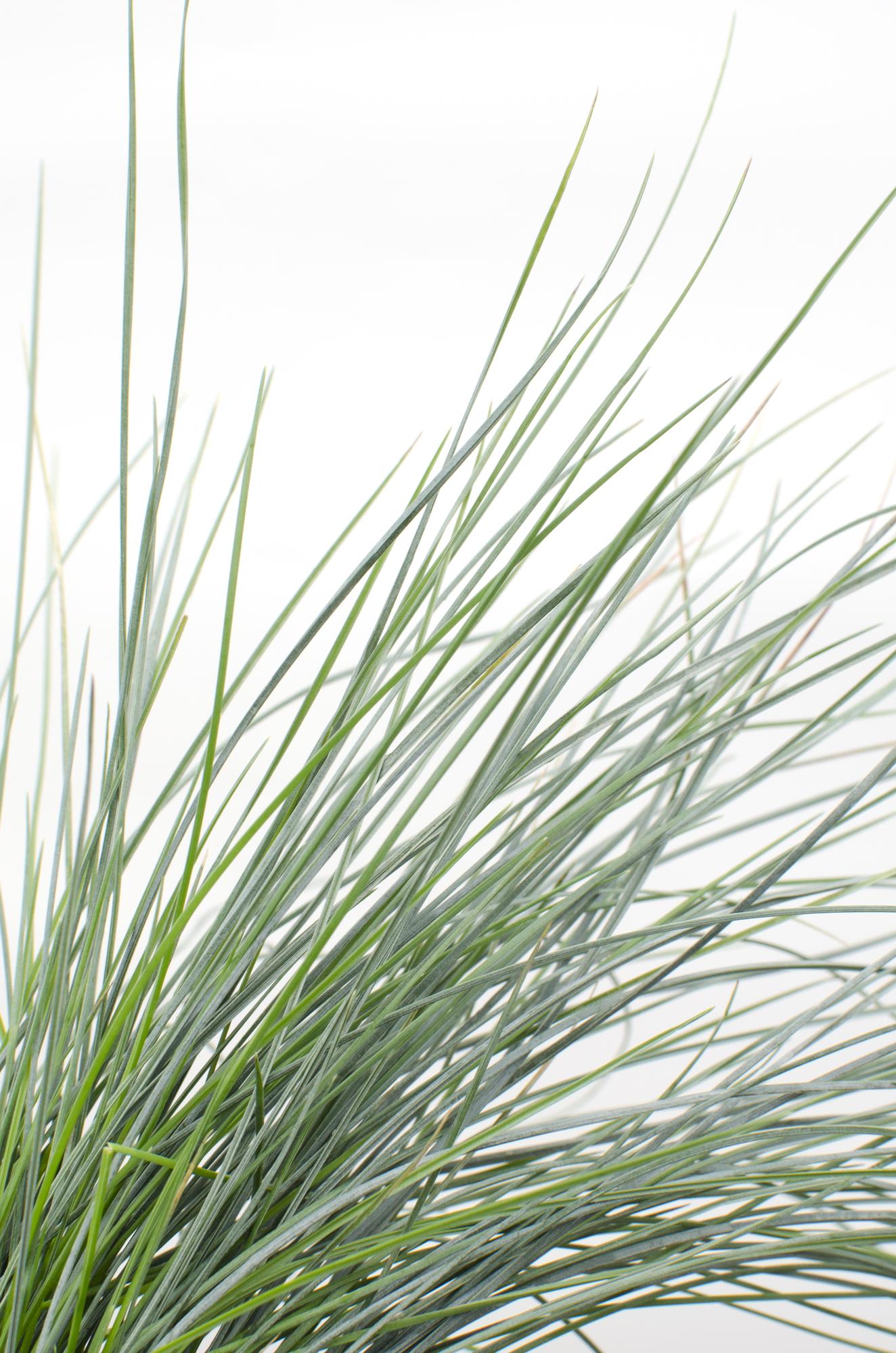 Festuca glauca Azura Blue - Ø14 - ↨30cm - Pflanzfix24