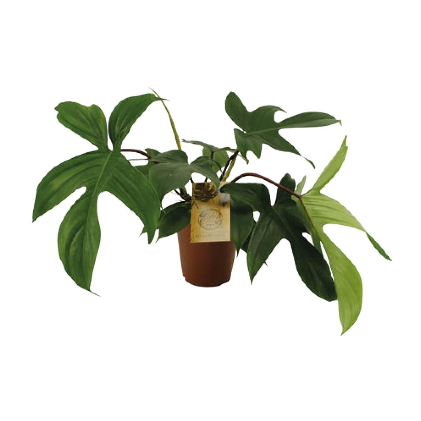Philodendron Florida Green - Ø15cm - ↕50cm - Pflanzfix24