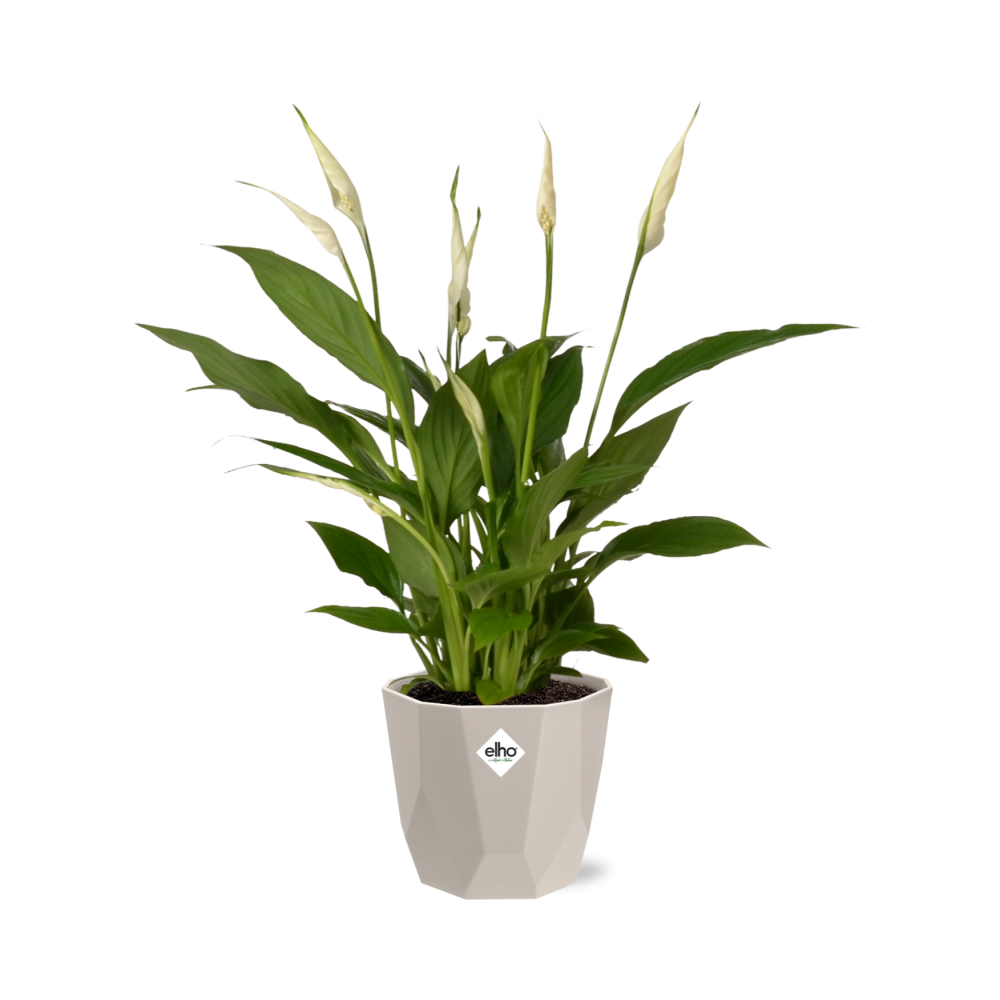 Spathiphyllum 12 cm Torelli in ELHO b.for rock 14 cm warm grey - Pflanzfix24