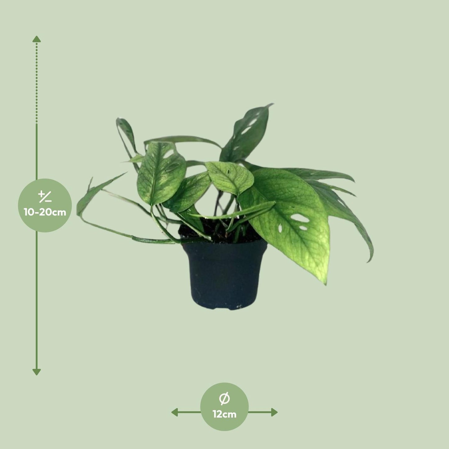 Epipremnum Cebu Blue - Ø12cm - Pflanzfix24.de - Pflanzfix24.de